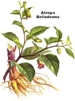 Atropa Belladonna homeopathic remedy