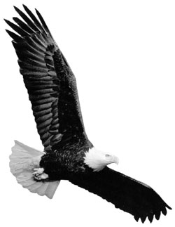 Eagle