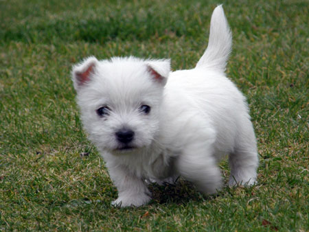 Animal Homeopathic Treatments